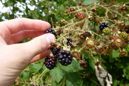 die brombeeren werden vom strauch gepflückt