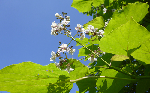 weiße blüte vor strahlend blauem himmel