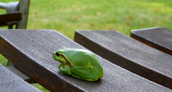 ein schönes exemplar des laubfrosch sitzt auf einem stuhl im kaffeegarten