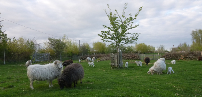 kleine lämmer in groß kordshagen auf der weide