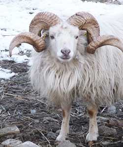 unser schafbock oskar mit seinem prächtigen zu schnecken gedrehtem gehörn