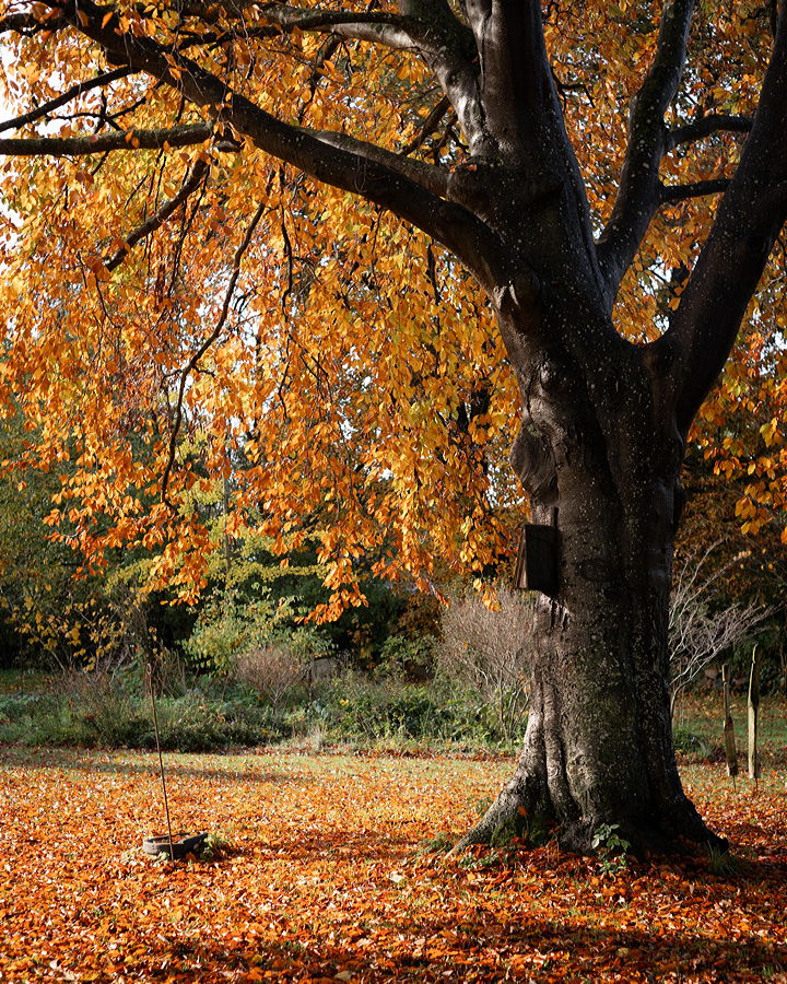 Herbst
