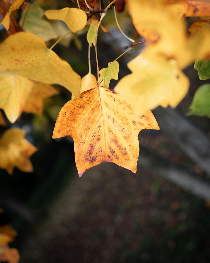 Herbst